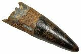 Fossil Spinosaurus Tooth - Real Dinosaur Tooth #345433-1
